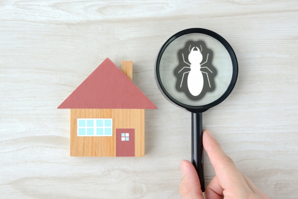 シロアリ歴30年以上の自信